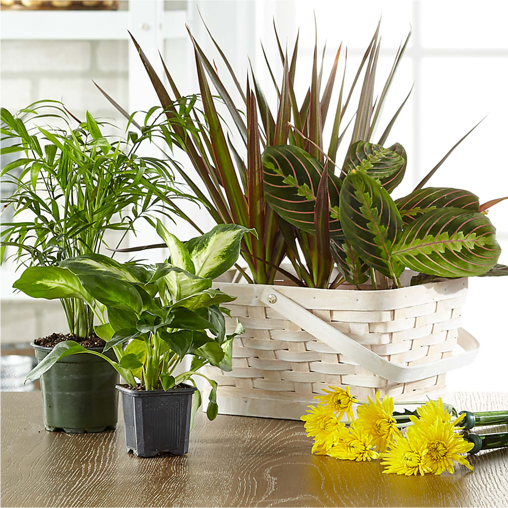 Florist Designed Blooming and Green Plants in a Basket – The Flower Nook Inc, Orlando FL