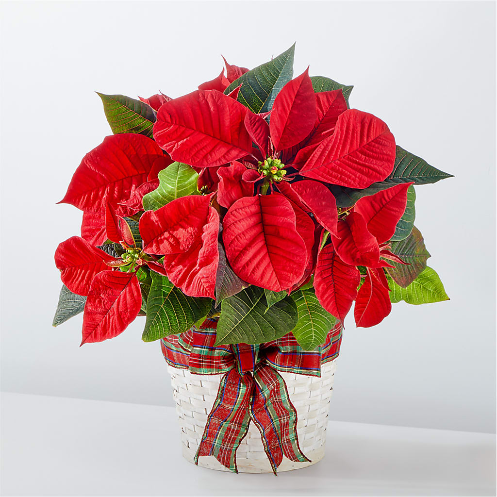 Happiest Holidays Poinsettia – The Flower Nook Inc, Orlando FL