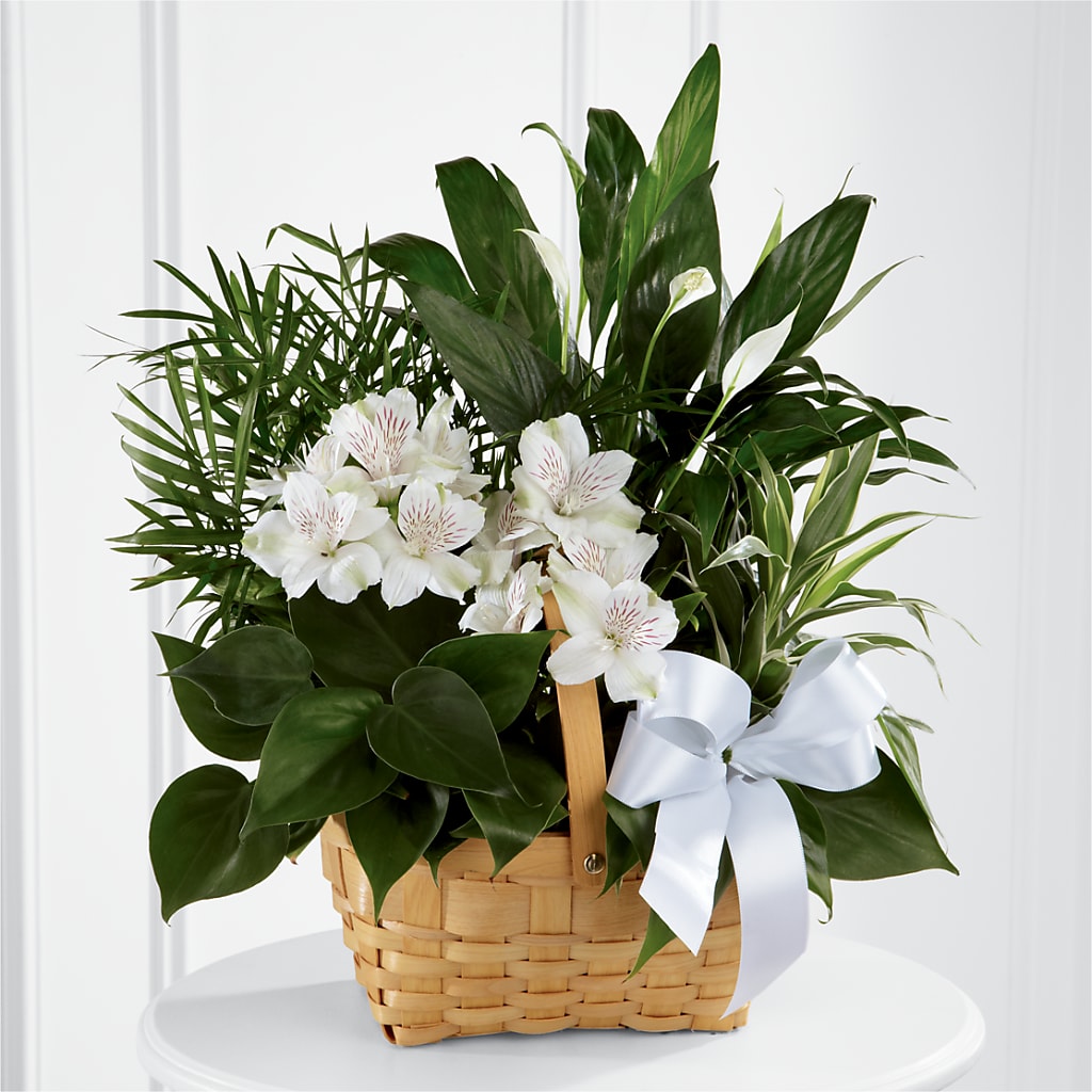 Peace & Serenity Dishgarden – The Flower Nook Inc, Orlando FL