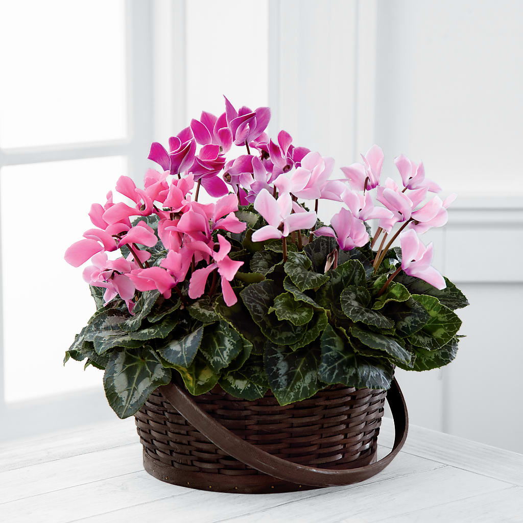 Mixed Cyclamen Planter – The Flower Nook Inc, Orlando FL