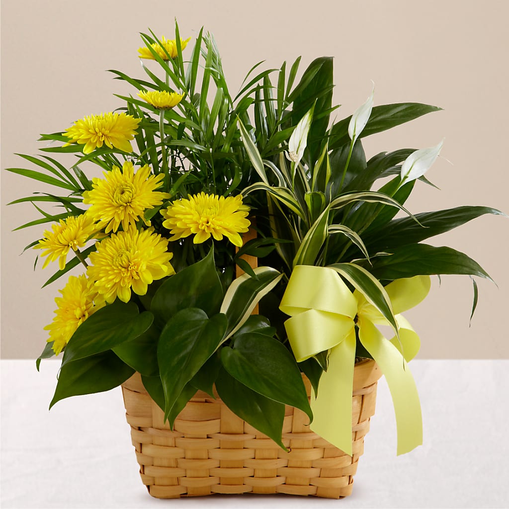Loving Light Dishgarden – The Flower Nook Inc, Orlando FL