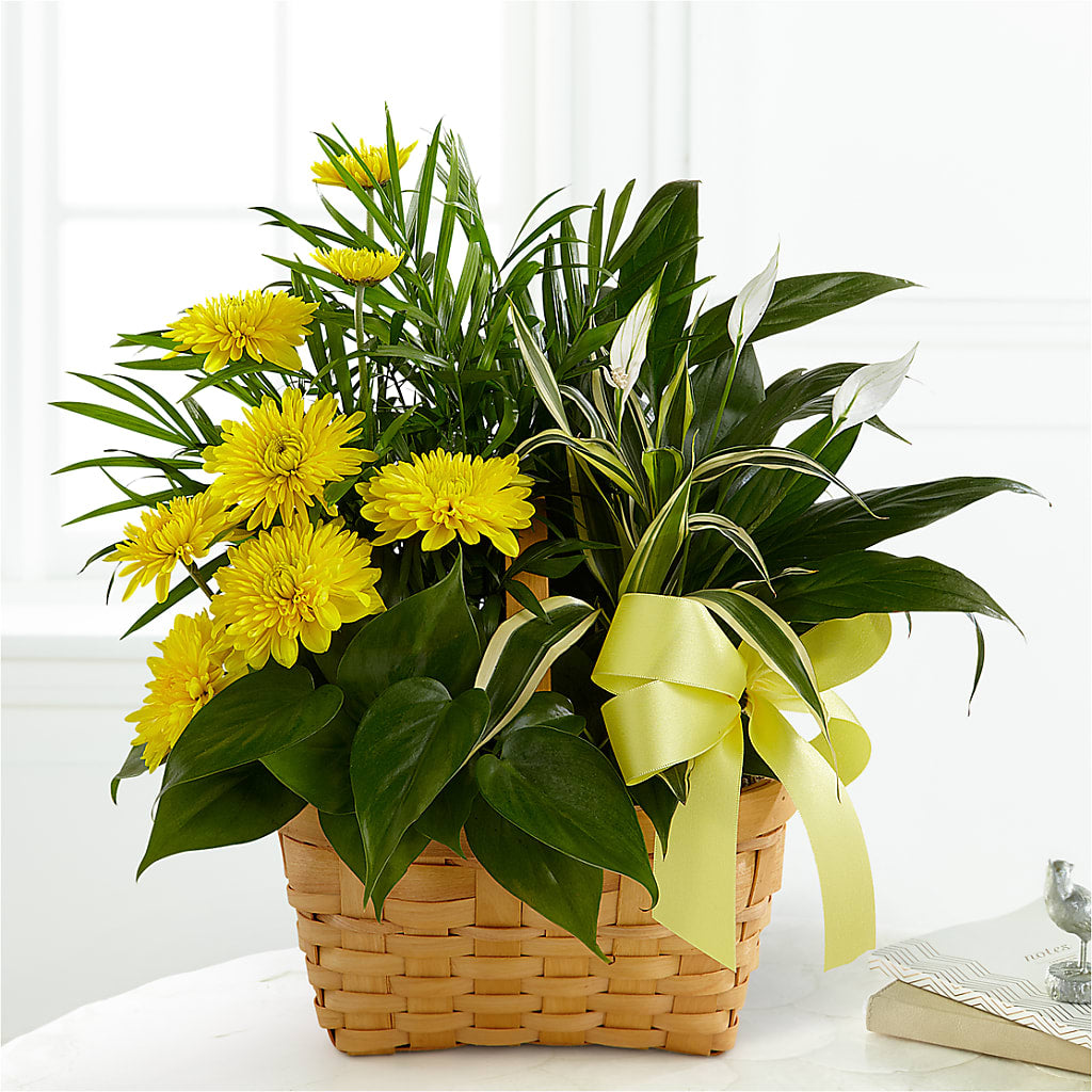 Loving Light Dishgarden – The Flower Nook Inc, Orlando FL