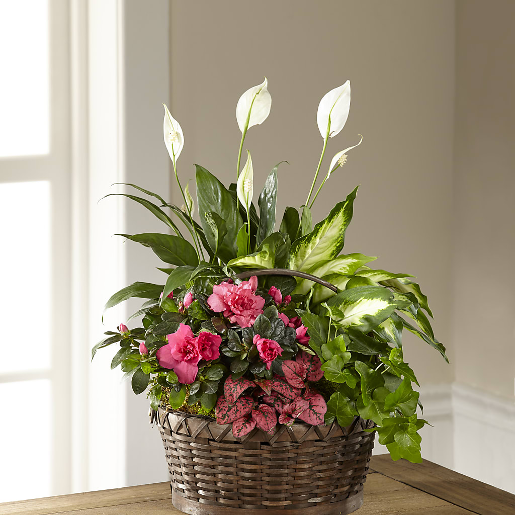 Dream in Pink Dishgarden – The Flower Nook Inc, Orlando FL