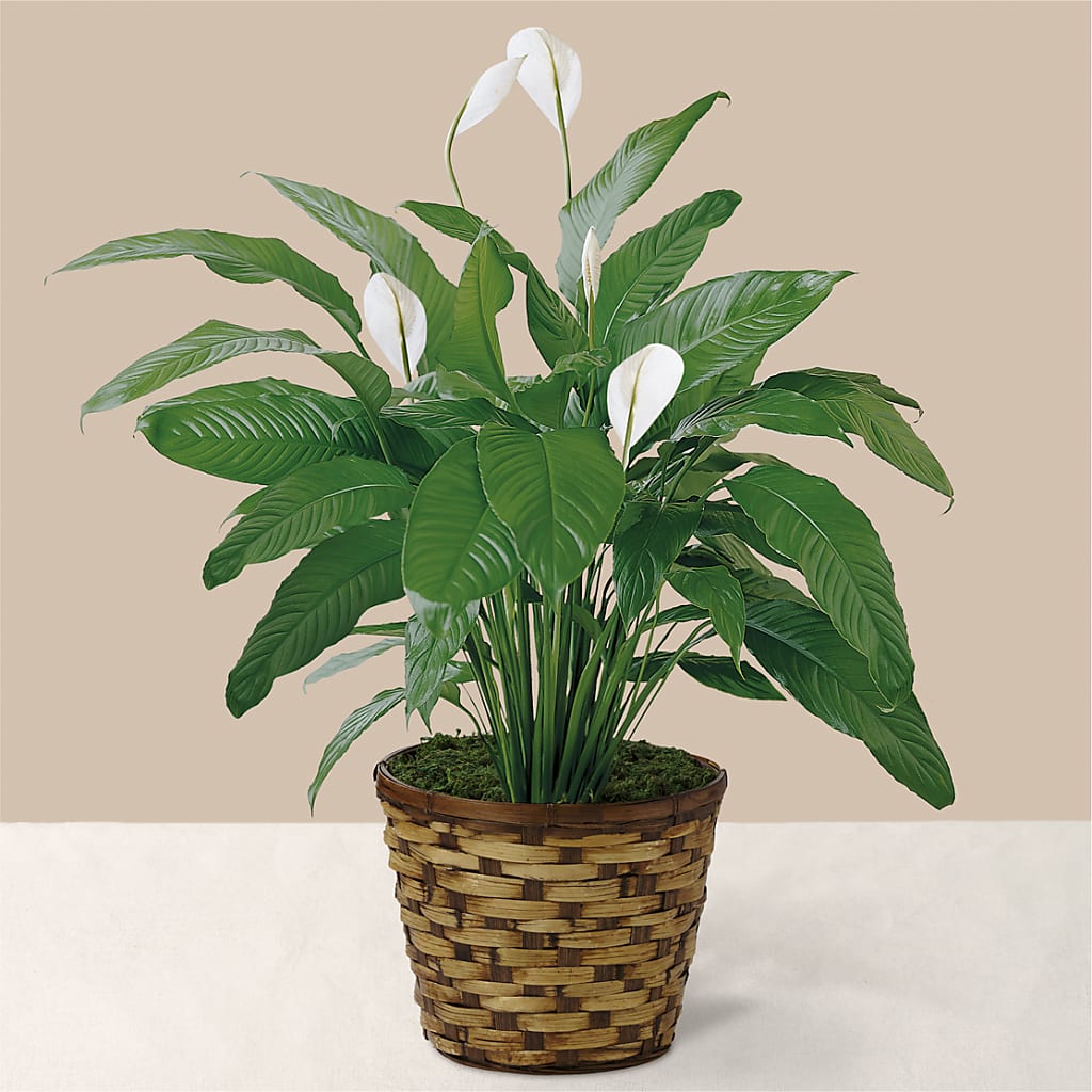 Tranquil Moments Peace Lily Plant – The Flower Nook Inc, Orlando FL