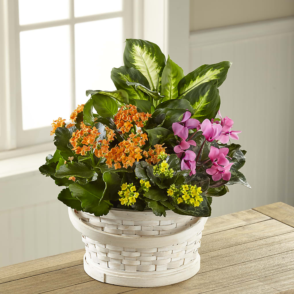 Color Crush Dishgarden – The Flower Nook Inc, Orlando FL