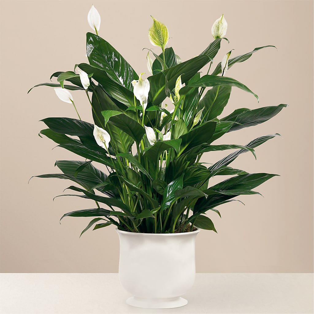Comfort Planter – The Flower Nook Inc, Orlando FL