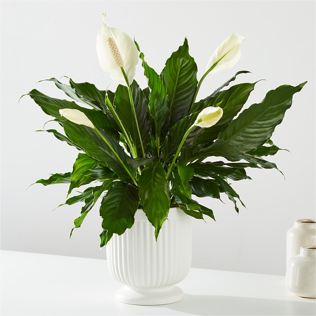 Comfort Planter – The Flower Nook Inc, Orlando FL