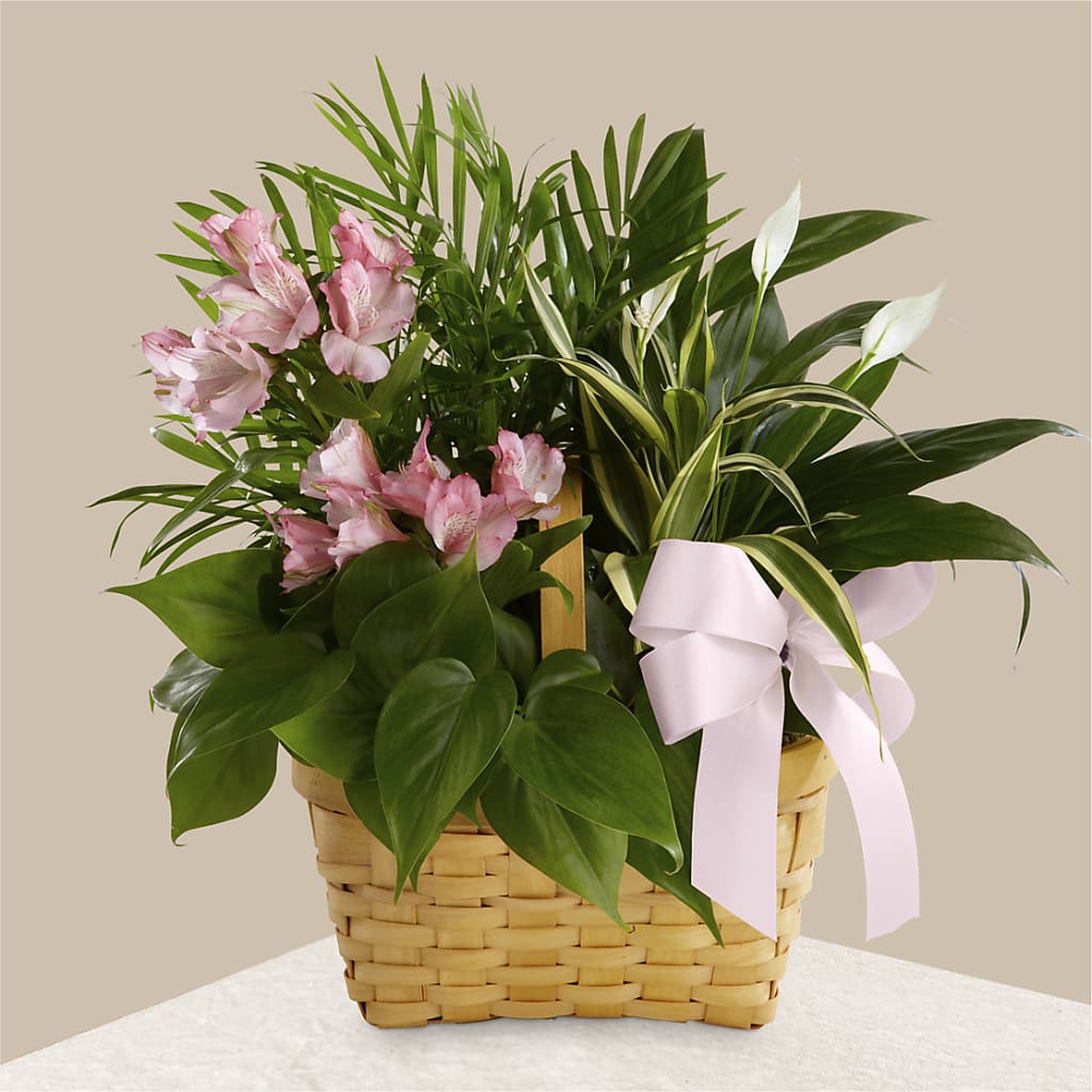 Living Spirit Dishgarden – The Flower Nook Inc, Orlando FL