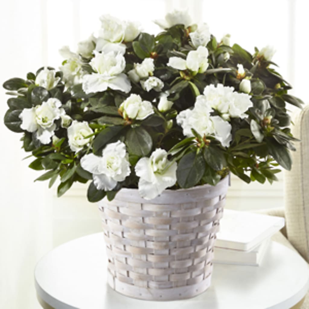 White Azalea Plant – The Flower Nook Inc, Orlando FL
