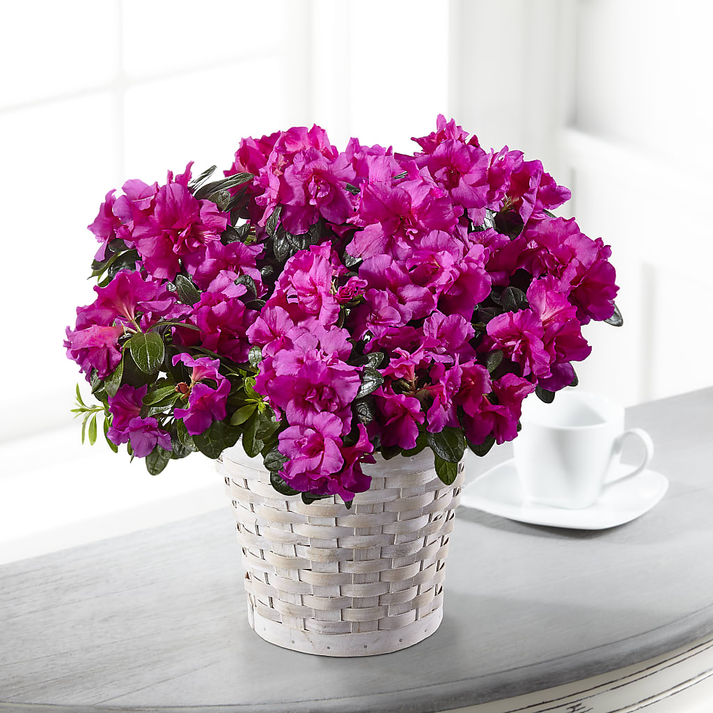 Hope & Serenity Azalea Plant – The Flower Nook Inc, Orlando FL