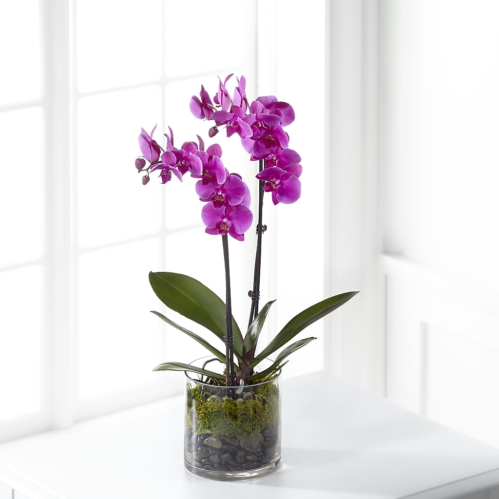 Pink Orchid Plant – The Flower Nook Inc, Orlando FL