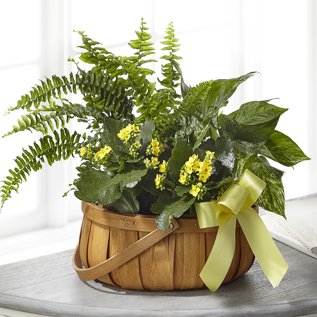 Always Dear Dishgarden – The Flower Nook Inc, Orlando FL