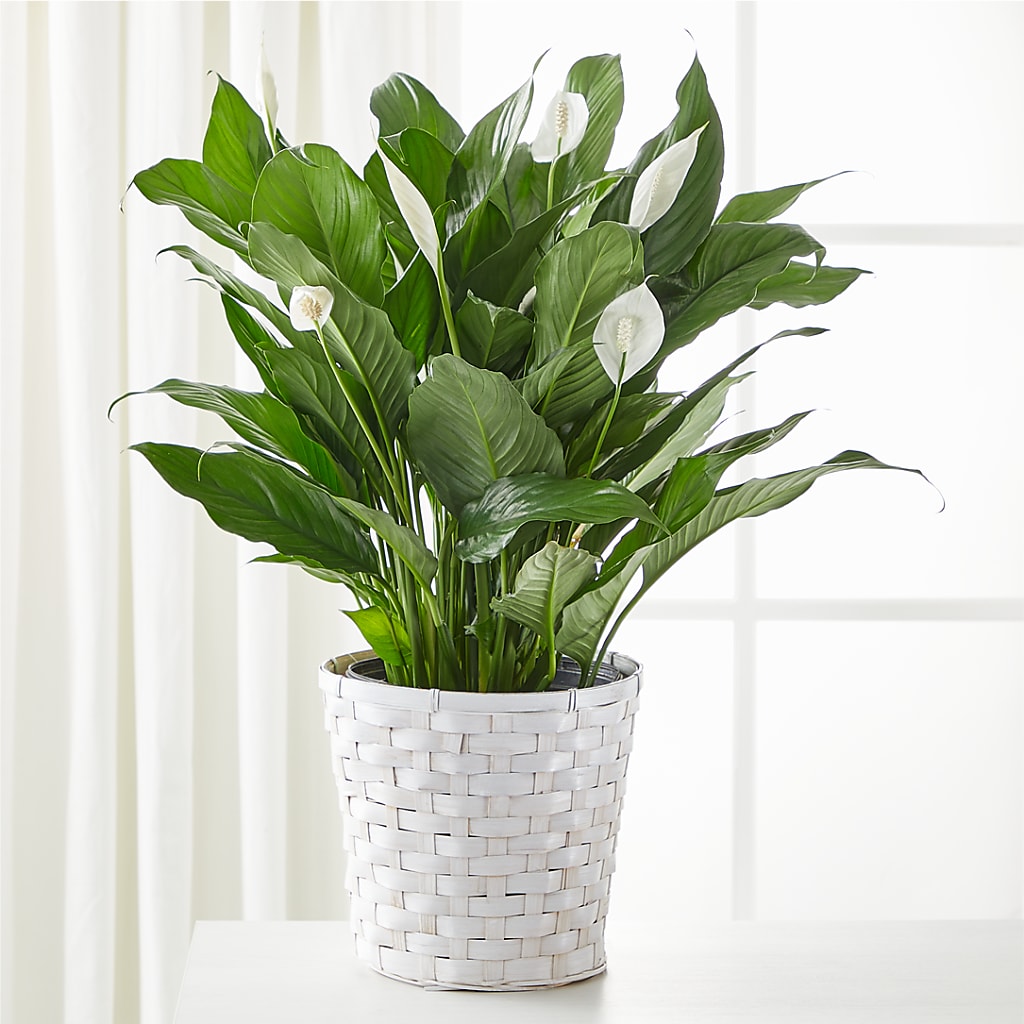 A New Leaf Peace Lily – The Flower Nook Inc, Orlando FL