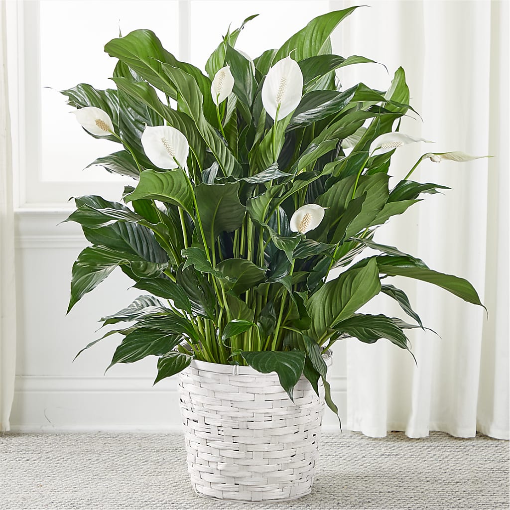 A New Leaf Peace Lily – The Flower Nook Inc, Orlando FL