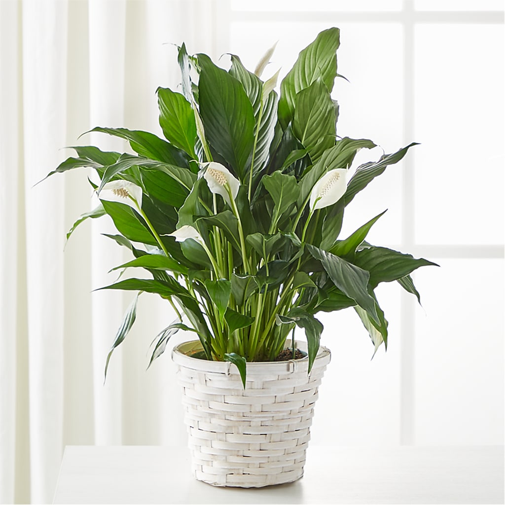 A New Leaf Peace Lily – The Flower Nook Inc, Orlando FL