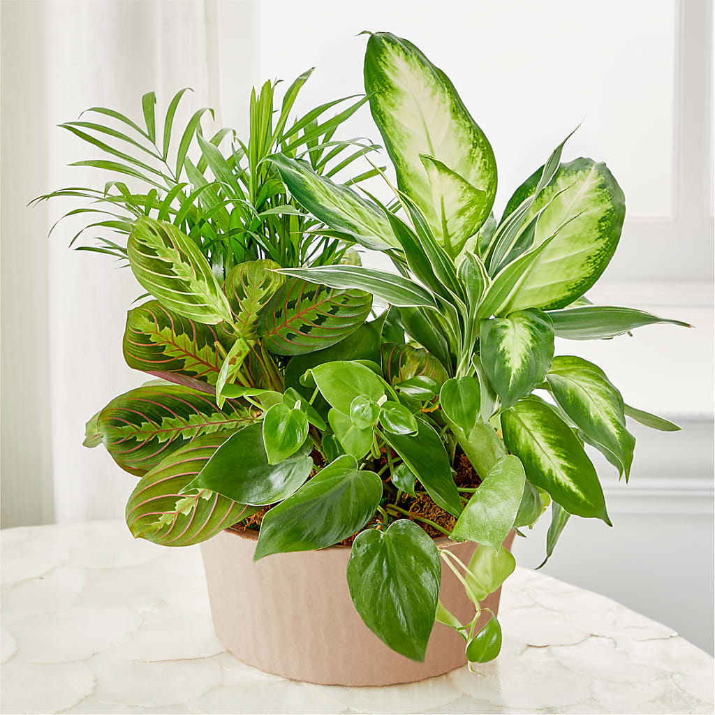 Balance & Harmony Dishgarden – The Flower Nook Inc, Orlando FL