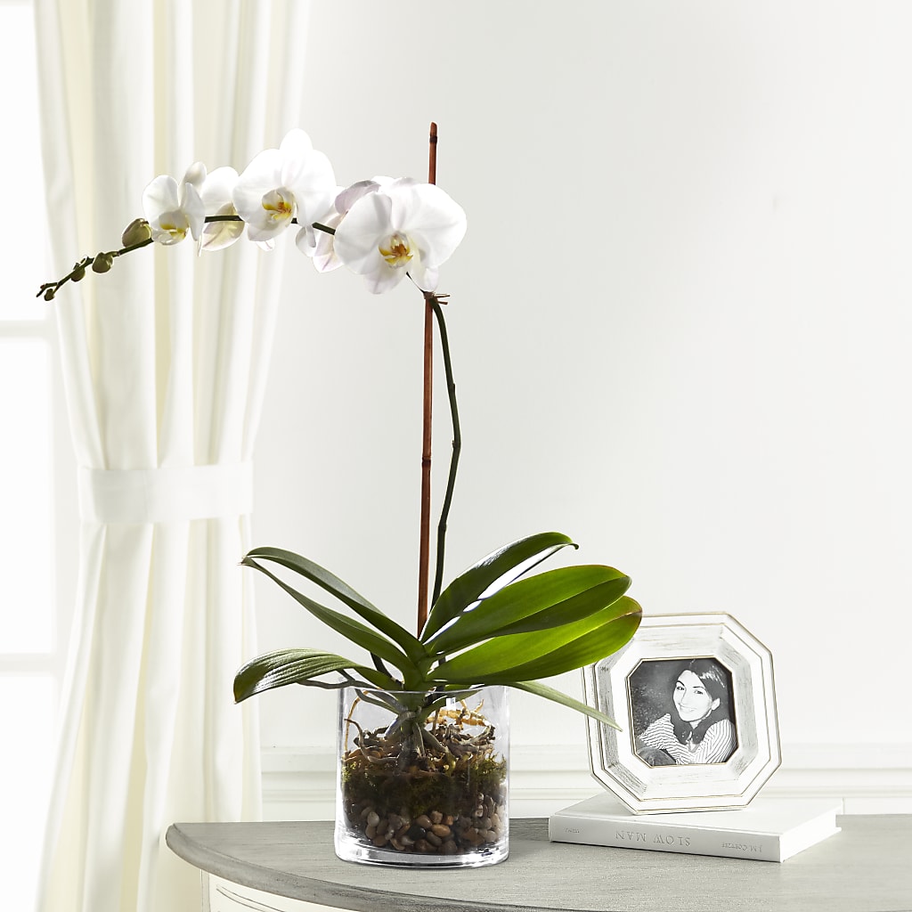 White Orchid Planter – The Flower Nook Inc, Orlando FL