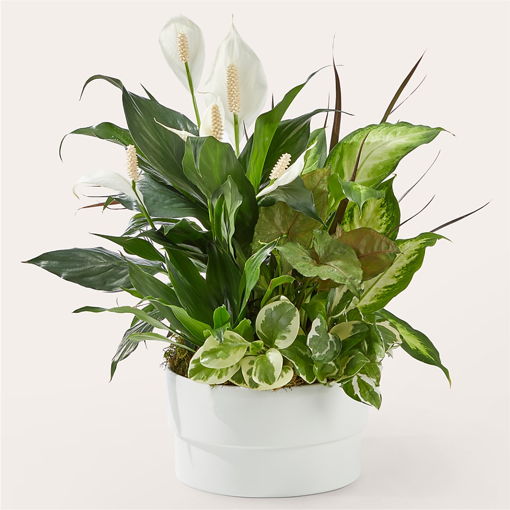 Radiating Positivity Dishgarden – The Flower Nook Inc, Orlando FL
