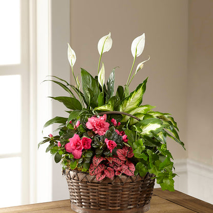 Dream in Pink Dishgarden –  The Flower Nook Inc, Orlando FL