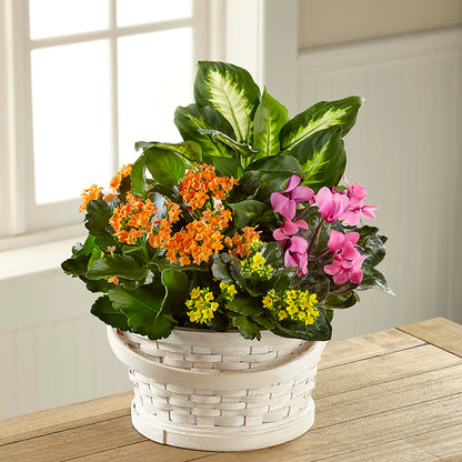 Color Crush Dishgarden –  The Flower Nook Inc, Orlando FL