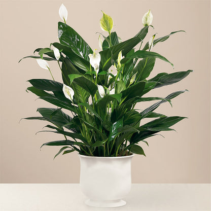 Comfort Planter –  The Flower Nook Inc, Orlando FL