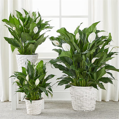A New Leaf Peace Lily –  The Flower Nook Inc, Orlando FL