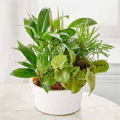 Balance & Harmony Dishgarden –  The Flower Nook Inc, Orlando FL