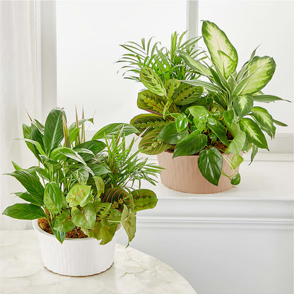 Balance & Harmony Dishgarden –  The Flower Nook Inc, Orlando FL
