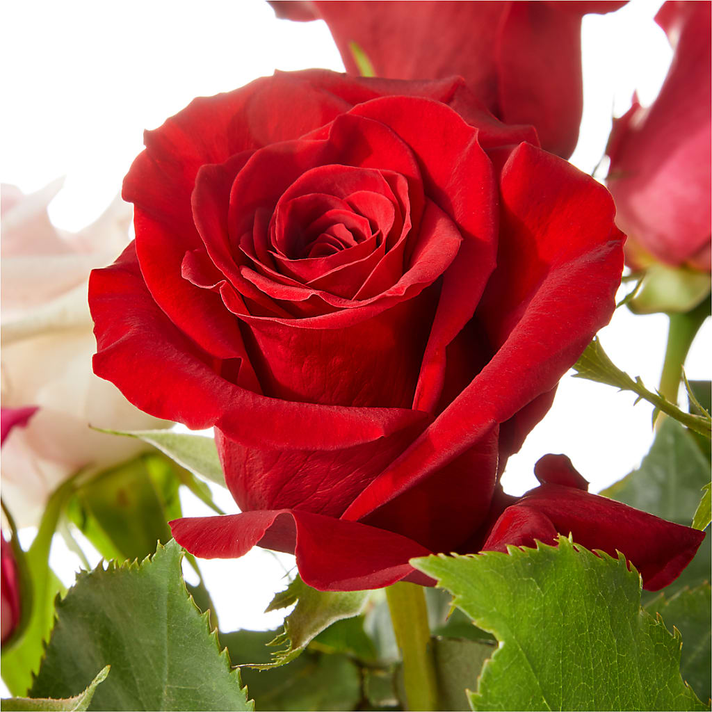 Love Notes Rose Bouquet –  The Flower Nook Inc, Orlando FL